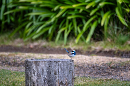 051-driftwood-puddlehub