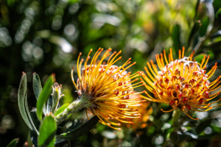 gypsies-rest_freycinet-holiday-houses_puddlehub-2023-170-enhanced-nr