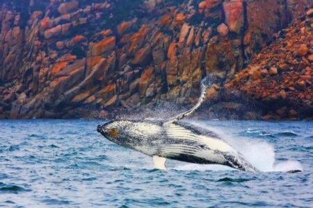 Whale-from-Wineglass-Bay-Cruises_crop-900x600